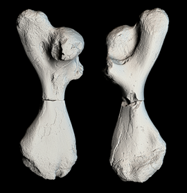 3-D scan of the two broken turtle limb fossils from <i>Atlantocheyls mortoni</i> shows a detailed view of their surfaces. Credit: Jesse Pruitt, Idaho Museum of Natural History